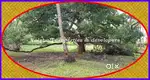 4 Acres RENT - Land for commercial use near Chathamangalam