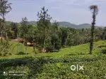 36-Acre Estate in Valad Wayanad