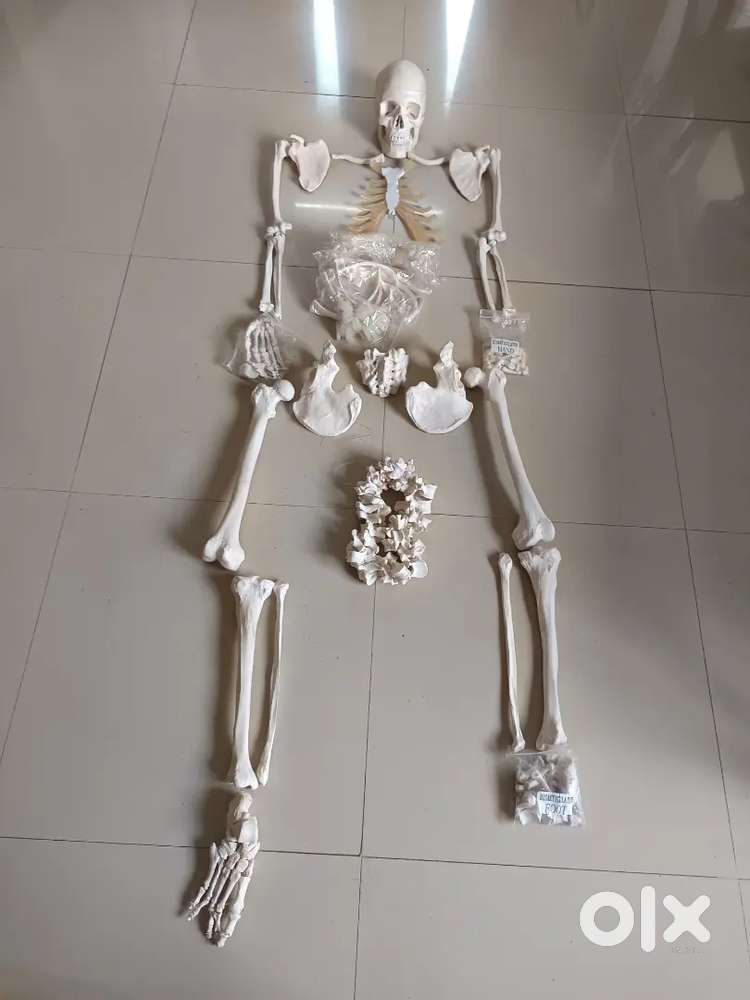 Bilateral bone set ,for Anatomy