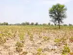 2 AECAR LAND SALE VARUNA NEAR VARKUDU VILLAGE PLAN LAND SALE