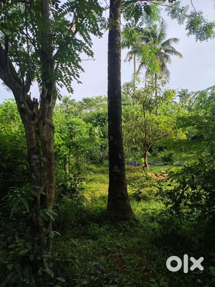 33 Cent Plot for Sale  Meloor – Karinjapilly, Near Chalakudy