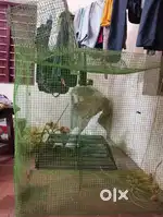 3 good contieson cage
