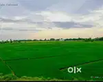 Agriculture land for sale at gopalapeta
