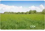 Very low price plot for sale