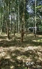Konny Mangaram