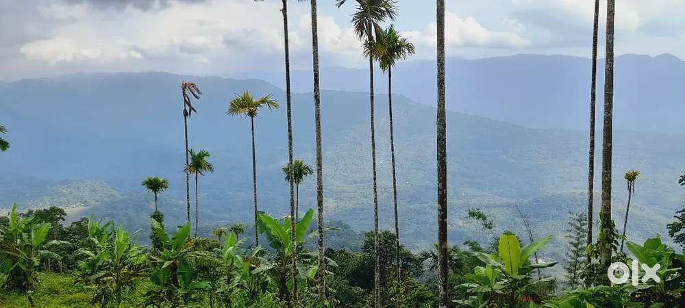 കൃഷിസ്ഥലം പ്രധാന ആദായം ജാതി കൊടി ഏലം