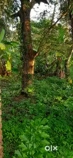 Wood for sale ( Kottayam)