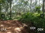 50 cent plot sale in kilimanoor pallickal road