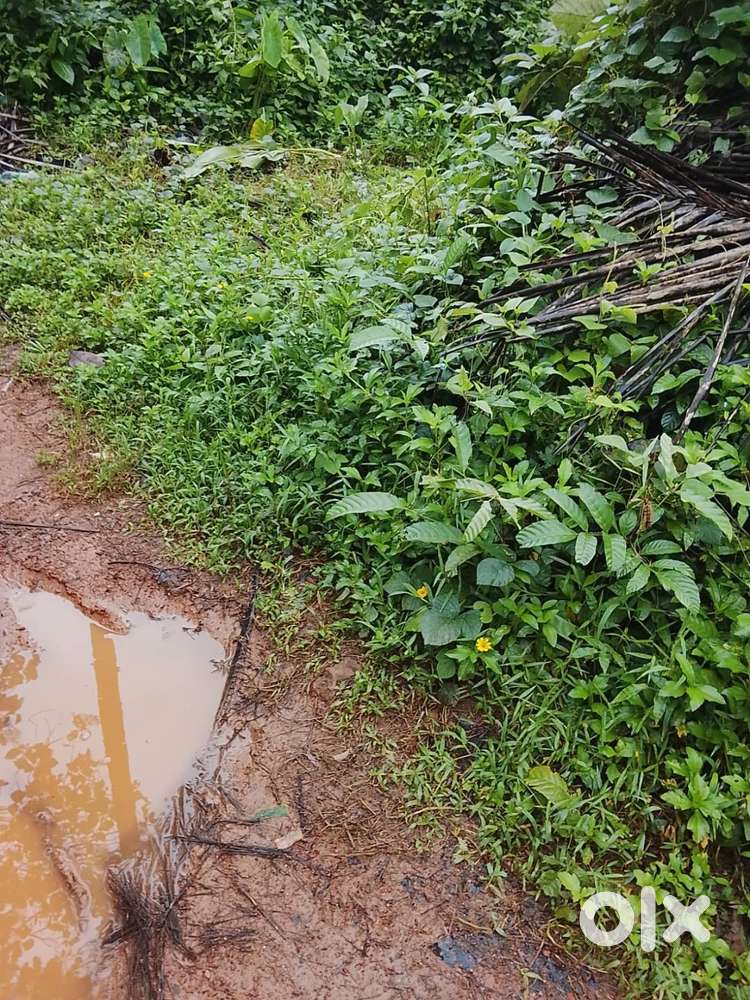 7 CENT LAND FOR SALE KALOOR ROAD CALICUT