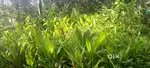 45 cent land for sale