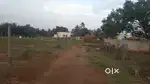 வளர்ப்பு கிடாய்