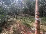4.16 Acre Rubber Estate for Sale