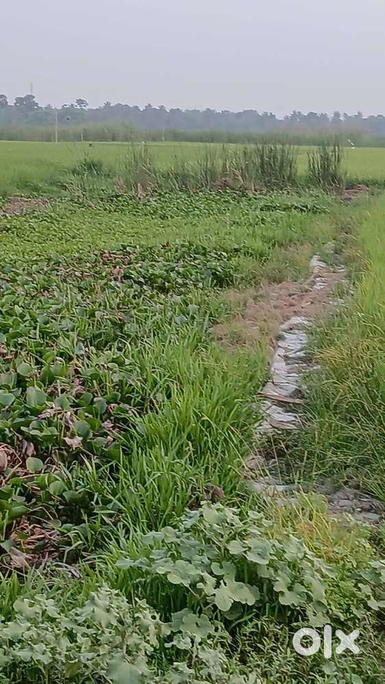 16.5 KATHA LAND FOR SALE IN BHARURAMKRISHNAPUR ON ROAD