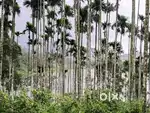 1.30 Acre Plot with Karapuzha Dam View – Sale in Ambalavayal Wayanad