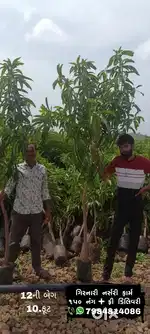 Kesar kalam