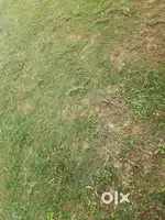 170 Gj corner plot for sale in altus phase 2 chandigarh