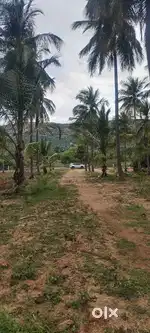 Premium Coconut Land For Sale