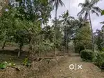 2.5 ഏക്കർ കൃഷിഭൂമി കണ്ണൂർ കോളക്കാട് വിൽപ്പനക്ക്