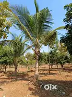 FARM Land Open Plots and Farm House Construction Plots in Bibinagar