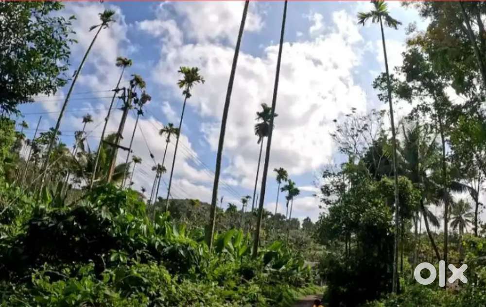 കേണിച്ചിറയിൽ 50 സെൻ്റ് സ്ഥലം 20 ലക്ഷം രൂപയ്ക്ക്