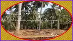 12 cents House Plot for sale in near Thondayad