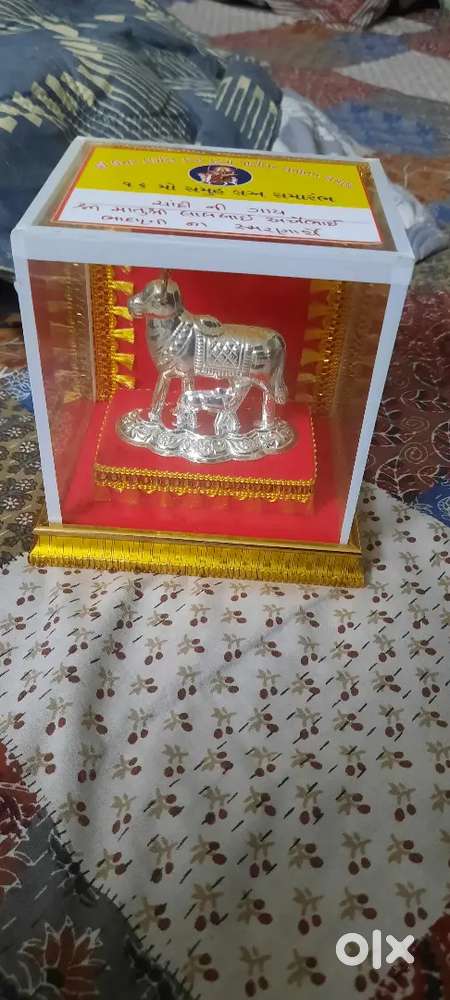 Chandi cow