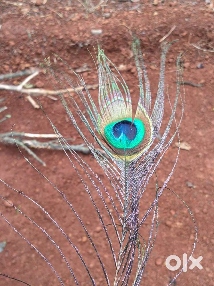 വീടും സ്ഥലവും വിൽക്കാൻ