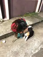 Pet Boarding Service available