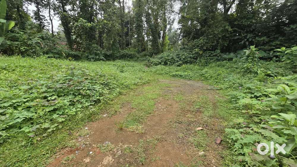 10.5 സെന്റ് Plot for sale  /Thodupuzha