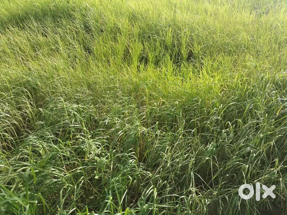 Sale- 1.10 acre agriculture land