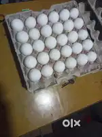 Chinese Cook