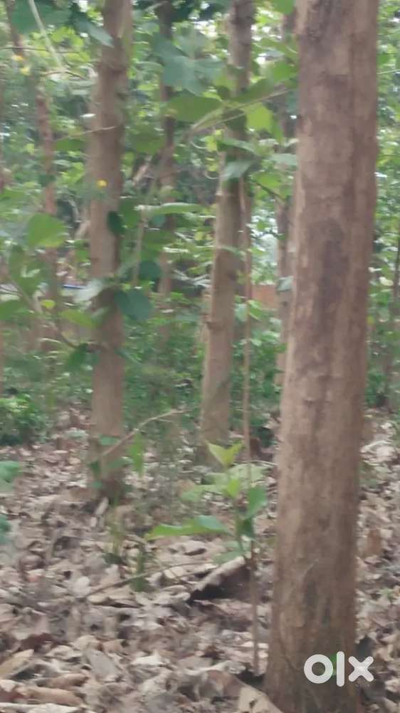 Teak Plant to SELL