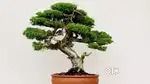 Beautiful Bonsai Plant for Sale – Perfect for Home Decor

Healthy
