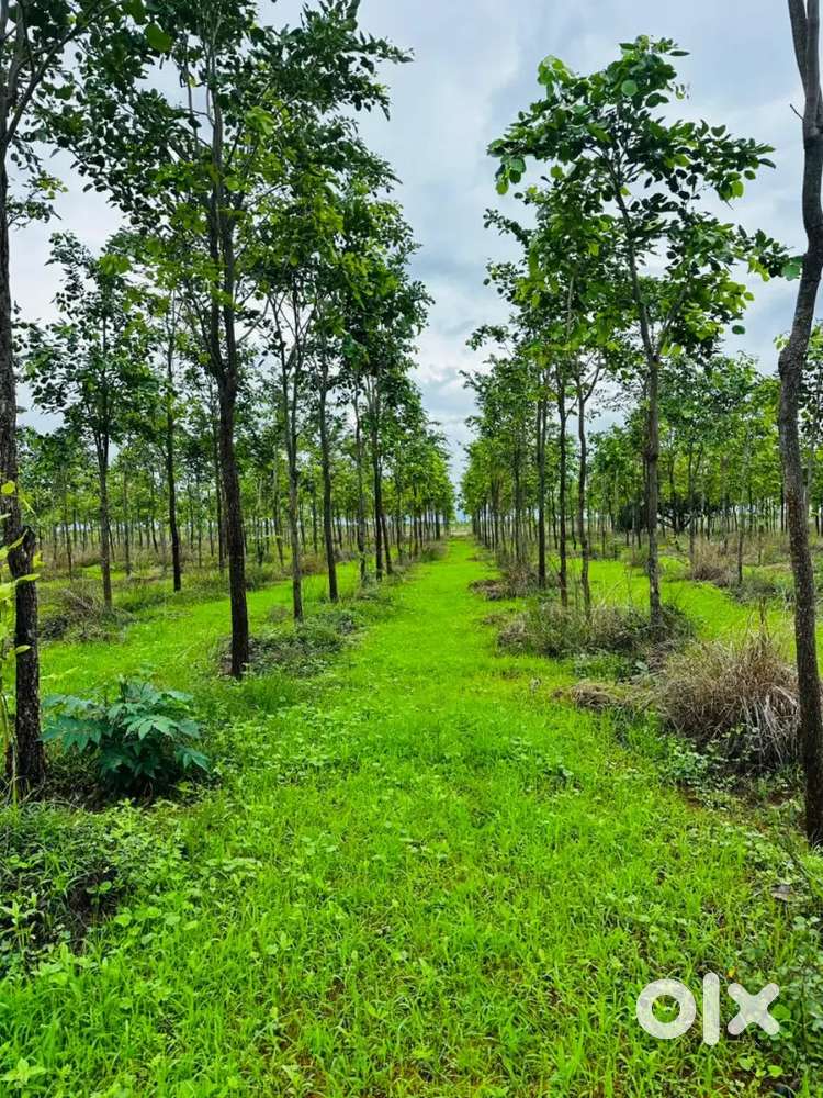 Farm land with trees
