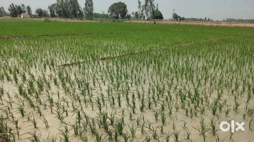 रिठोराकला शनिचरा के पीछे इमें फार्म हाउस की जमीन लेने केलिए संपर्ककरे