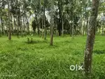 Houseplot for sale Vazhavatta, kakkavayal to 5 km,karappuazha dam 1.5