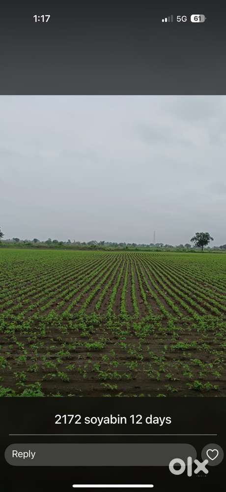 Pipliya nanakar me 6 acar jamin bechna he gehu chane ki sinchit