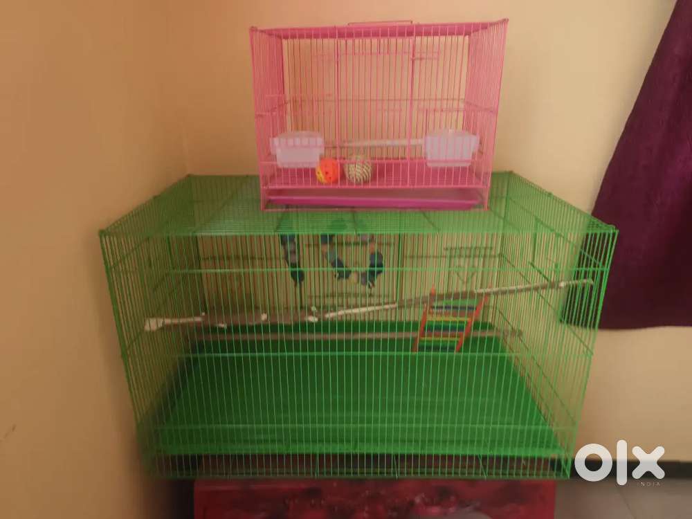 Birds Cage