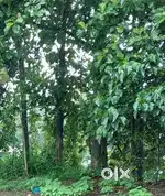 തേക്ക് തടി