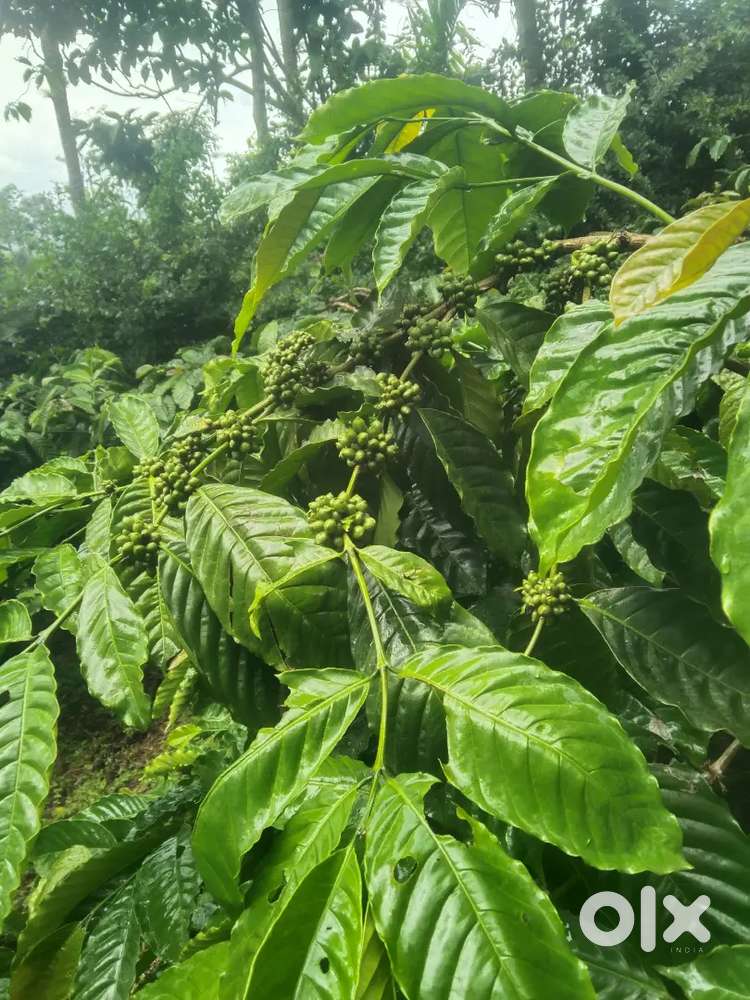 Coffee Estate for sale