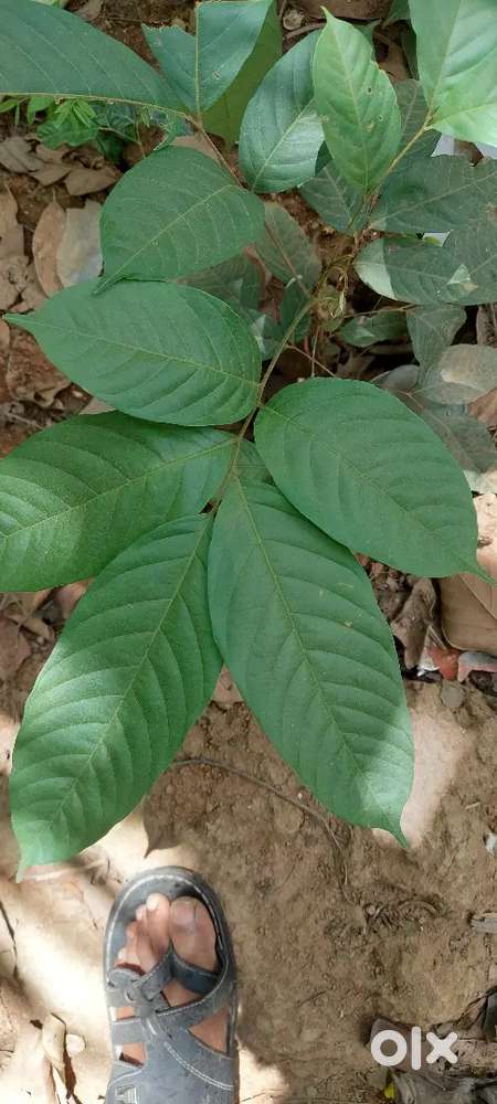 Land sales near to Vencode Church