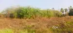 1 Acre Farm Land (പാടം) For Sale - 22 Lakhs