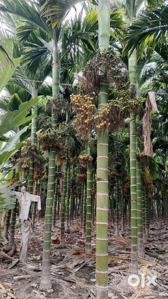 Residencial 32 cents near Cambridge international school Neermarga