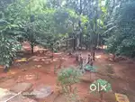 22 cent plot with 25 years old house more details contact