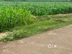 Agriculture land / agricultural land sale