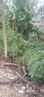 Premium  Plot  For  Sale 11 cent  Near  Lulumall  Trivandrum