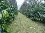 13-acre well-maintained coffee estate for sale