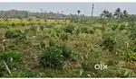 പാലക്കാട്  puthucode thekkepotta agriculture land for sale