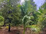 Plot for Sale 48 Cent at Kanjoor, Kalady, Aluva 4,00,000/Cent