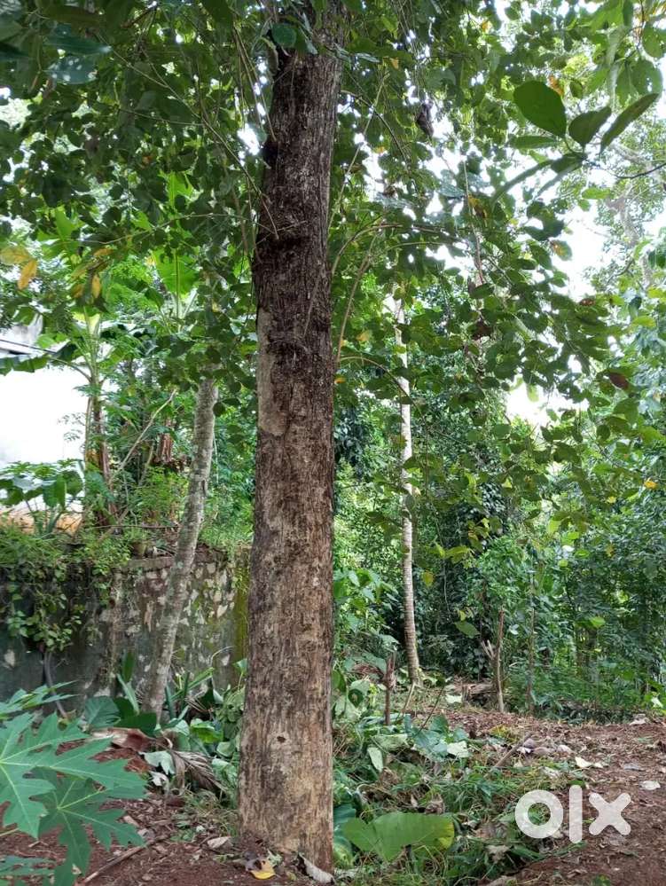 വേങ്ങ മരം വില്‍ക്കാനുണ്ട്